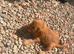 Cocker spaniel puppies