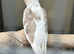 2026 aviary breed mutation cockatiels
