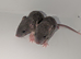 Stunning rat pups