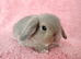 Baby mini lop rabbits for sale