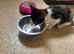Blk/white kittens 1 boy 1 girl