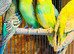 Young budgies