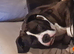 American bully