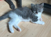 Cute Russian Blues for sale
