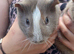 Baby guinea pigs ready now