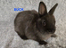 Cute Netherland Dwarf Babies READY NOW