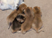 Loving Homes Wanted for Four Golden British Shorthair Kittens