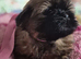 3 beautiful pure shih tzus ready now!