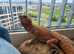 Red/Orange. Bearded Dragon