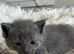 Half ragdoll kittens