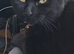 Bombay cats