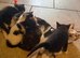 Beautiful Loving Kittens for Sale