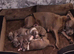 Stunning staffy girls