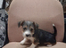 Yorkie Russell Puppies