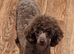 Kc registered toy poodle
