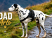 Beautiful Dalmatian Puppies for Sale