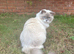 Beautiful Female Ragdoll Cat Looking for a Loving New Home