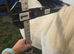 1yr old blue filly TGCA