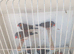 Zebra finches