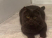 Chocolate Male BSH