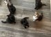 Beautiful Kittens