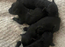 Toy cockapoo pups