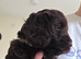 7 week old F2 chocolate cockapoo puppies