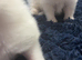 MALE RAGDOLLS