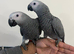 Ready Now Baby HandReared Cuddly Friendly Super Tame African Grey