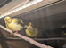 3 beautiful canaries