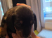 Three beautiful Dachshund