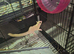 Male and Female leucistic sugar gliders