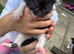 Kittens for sale