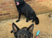 KC German shepherd puppies