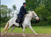 Dartmoor x appaloosa mare