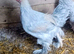 Trio Of Isabella Brahma large fowl
