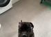 20 month Male Presa Canario