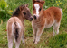 Coedpoeth shetland foals available