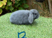 Pure bred mini lops .