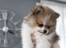READY NOW PARTI Pomeranians