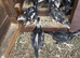 O shamo chicks