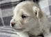 TINY KOREAN MALTIPOO PUPPIES