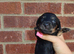 5 stunning miniature dachshunds puppies