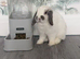 Mini lop rabbit