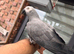 African grey for sale