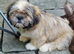 Beautiful 5-Month-Old Sable Female Puppy – Mimi