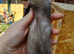 Baby ferrets