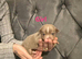 Chihuahua puppies
