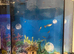 Fish tank with all Fishes