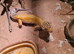 Pablo Adult Male Leopard Gecko & Enclosure